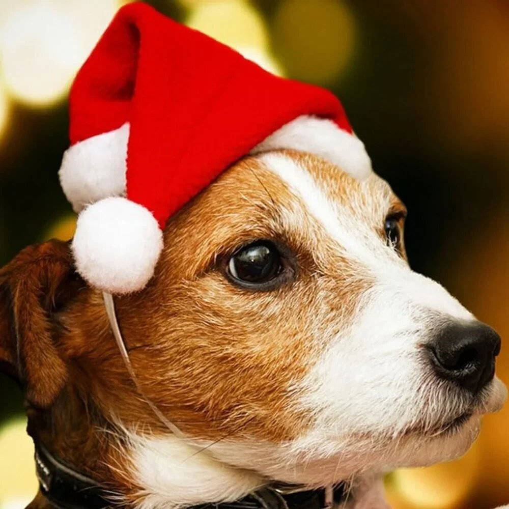 Pet Santa Hat with Scarf – Christmas Costume for Cats, Small Dogs, Rabbit, Red